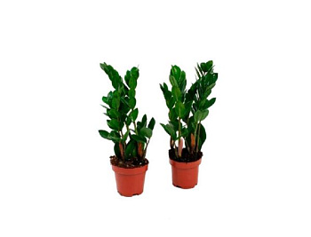 Замиокулкас D12 Замиокулкас D12