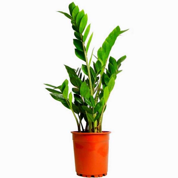 Замиокулкас D15 Замиокулкас D15