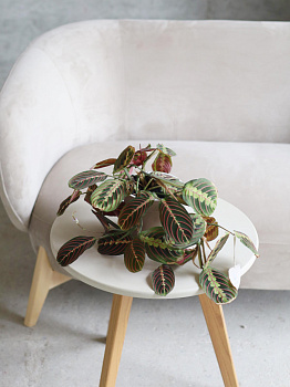 Маранта Фасцинатор Триколор Маранта Фасцинатор Триколор