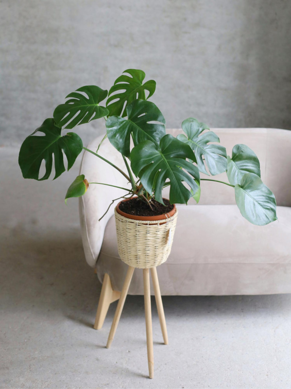 Монстера Делициоса Монстера Делициоса