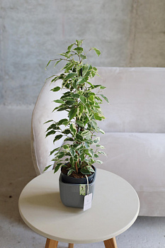 Фикус Твайлайт Фикус Твайлайт