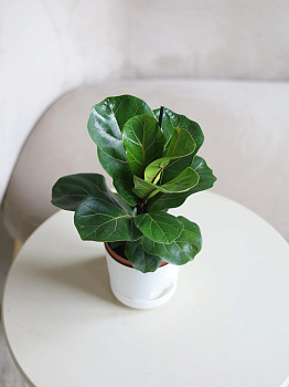 Фикус Лирата Бамбино Фикус Лирата Бамбино