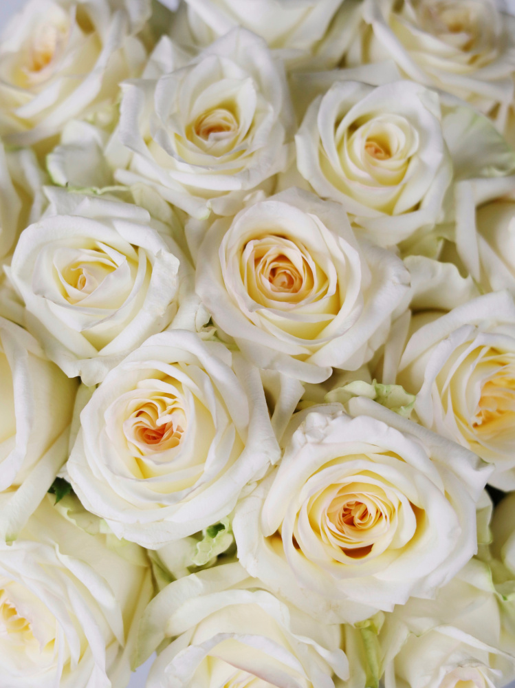 БУКЕТ 21 ПИОНОВИДНАЯ РОЗА CANDLELIGHT БУКЕТ 21 ПИОНОВИДНАЯ РОЗА CANDLELIGHT