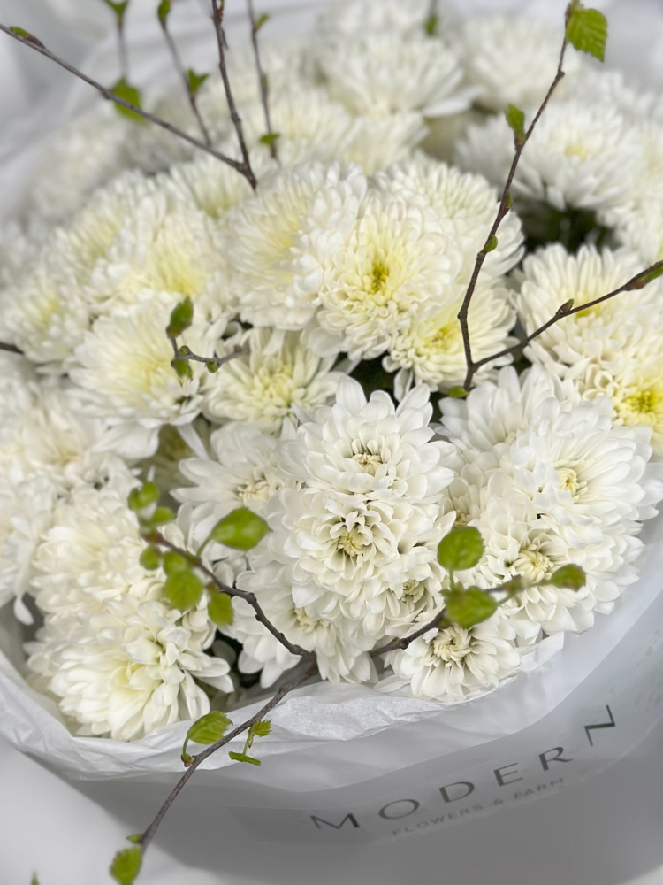 БЕЛОСНЕЖНЫЙ БУКЕТ ИЗ ХРИЗАНТЕМЫ И ВЕСЕННИХ ВЕТОЧЕК